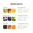 Sedar CK One impression showing crisp citrus notes and floral heart